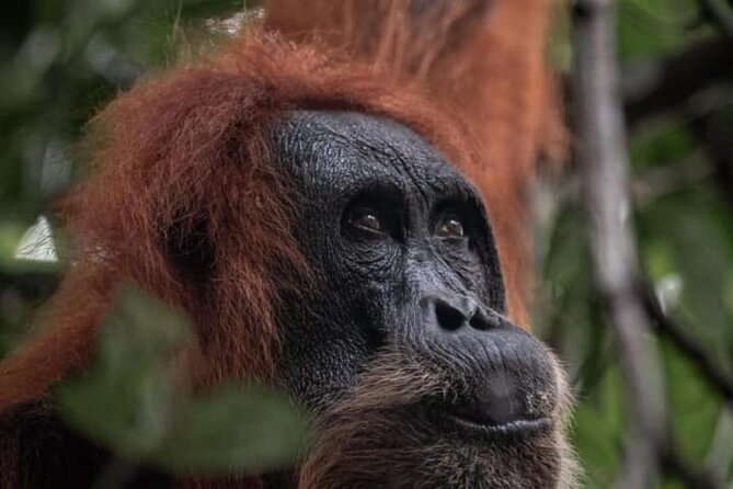 1 Day Ethical Jungle Trekking - Key Points Before You Book