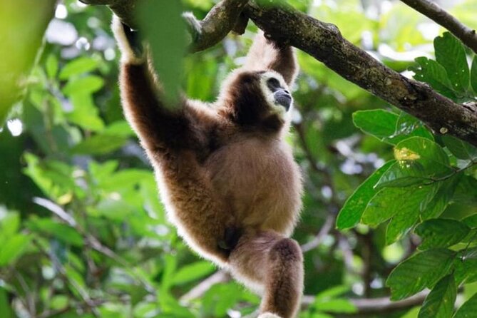 1 Day Ethical Jungle Trekking - The 9:00 am Start in Bukit Lawang