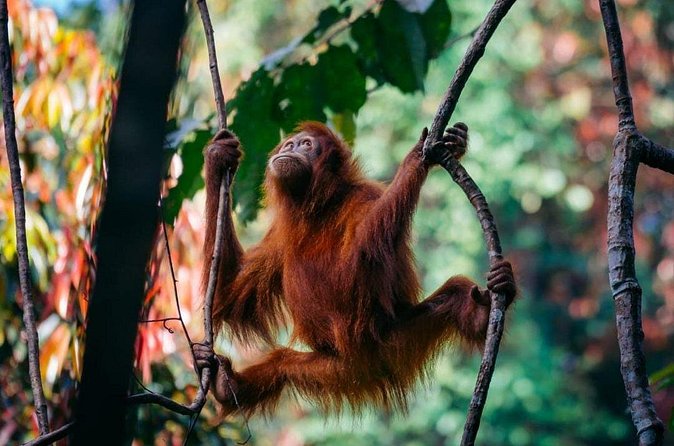 1 Day Ethical Jungle Trekking - Looking for Orangutans and Other Forest Life