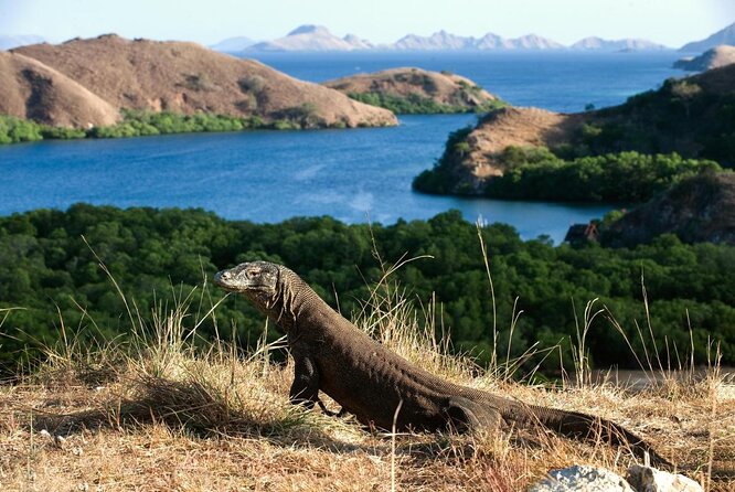 1- day Komodo Island Hopping Tour by Speed Boat departure From Labuan bajo - Key points before you book