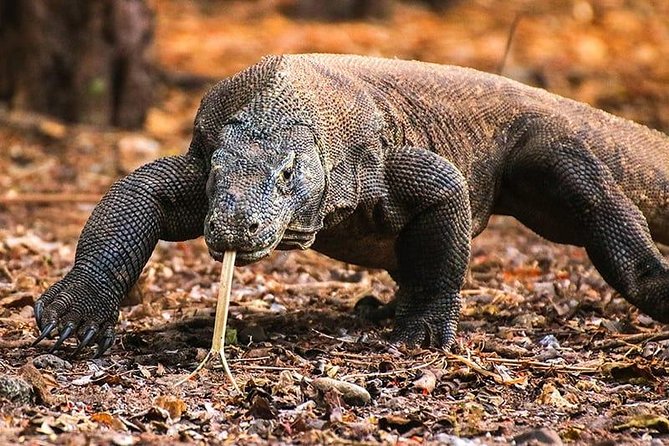 1 Day Komodo Trip by Private Fast Boat - Why the private fast boat changes the day