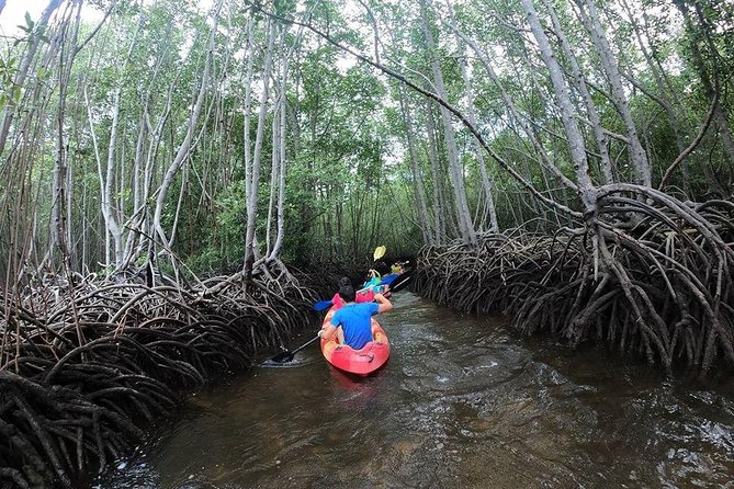 1 Hour Mangrove Tour From Lembongan with Kayak, Paddle, or Boat - What this one-hour mangrove outing actually feels like