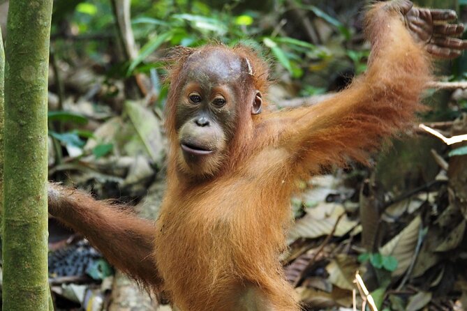 2-Day Jungle Trekking & Rafting in North Sumatra - What makes the wildlife search worthwhile
