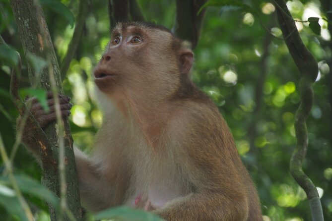 2-Day Jungle Trekking & Rafting in North Sumatra - Day two: a slower morning or more jungle walking