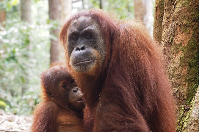 2-Day Jungle Trekking & Rafting in North Sumatra - Practical preparation for the jungle