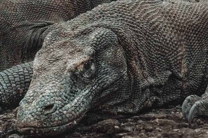 2-Day Komodo National Park and Rinca Island Wildlife Adventure from Bali - What the dragon walk demands from you