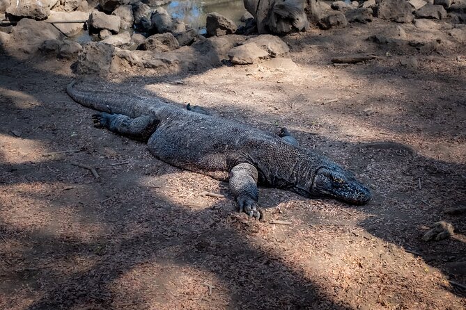 2-Day Komodo National Park and Rinca Island Wildlife Adventure from Bali - Pink Beach adds two hours of sea time