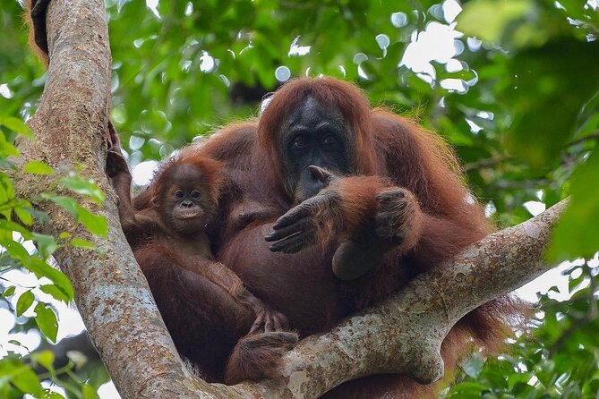 2 Days 1 Night Ethical Jungle Trekking - Why this two-day jungle trek is different