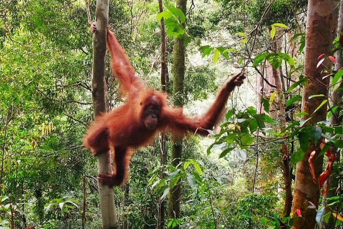 2 Days 1 Night Ethical Jungle Trekking - Day one: six to seven hours through Bukit Lawang