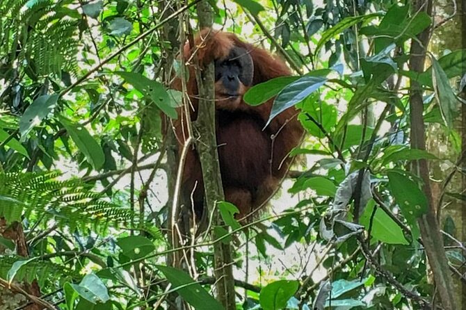 2 Days 1 Night Ethical Jungle Trekking - Day two: plants, forest knowledge, and the return route