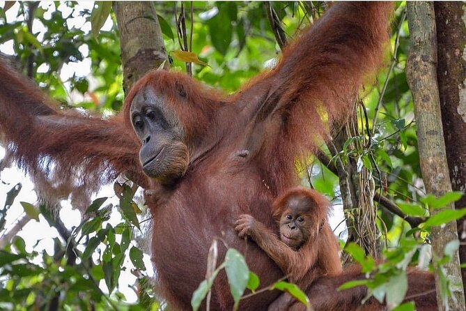 2 Days 1 Night Ethical Jungle Trekking - FAQ