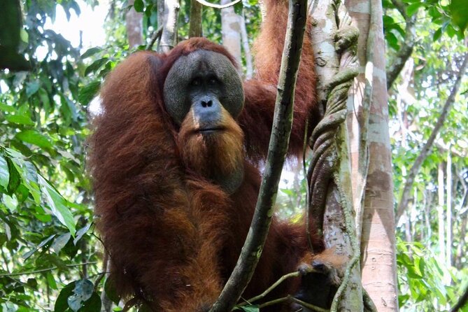 2 Days 1 Night in THE JUNGLE Mount Leuser ( See ORANGUTAN) - Key points at a glance