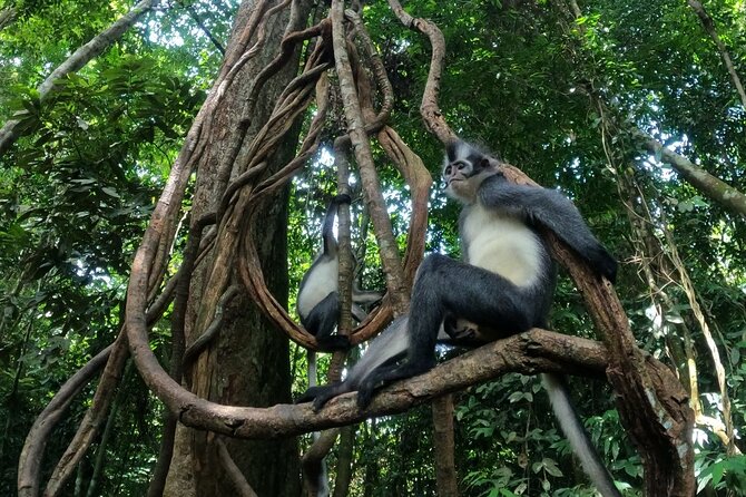 2 Days 1 Night in THE JUNGLE Mount Leuser ( See ORANGUTAN) - Day one: searching for wildlife inside Gunung Leuser
