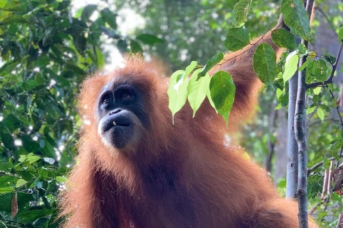 2 Days 1 Night in THE JUNGLE Mount Leuser ( See ORANGUTAN) - Camp life, dinner, and a night under mosquito netting