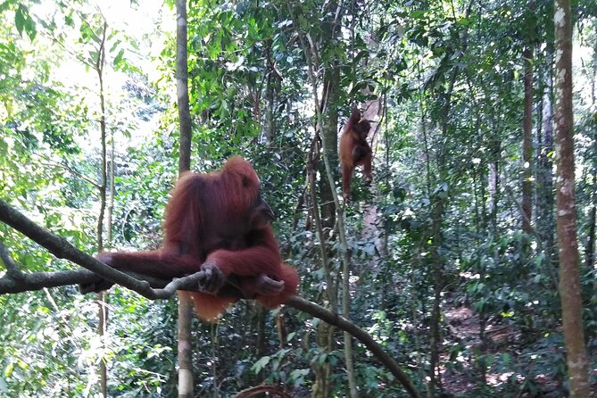 2 Days 1 Night in THE JUNGLE Mount Leuser ( See ORANGUTAN) - The animal sightings you can realistically hope for