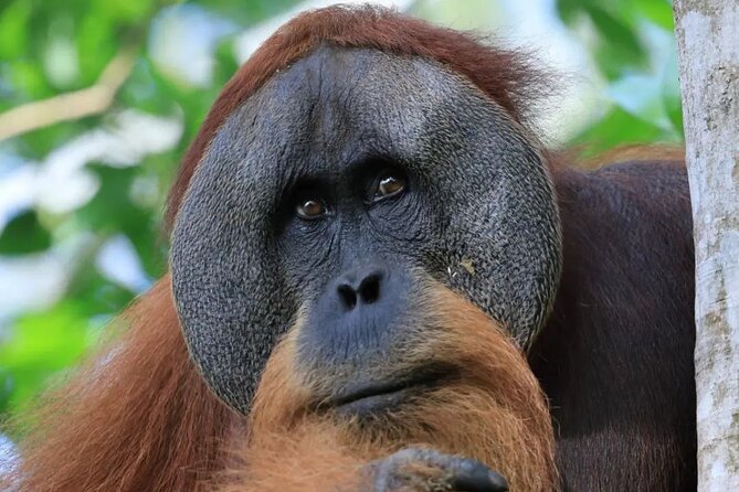 2 Days 1 Night in THE JUNGLE Mount Leuser ( See ORANGUTAN) - Starting at Fido Dido Guest House at 9 a.m.