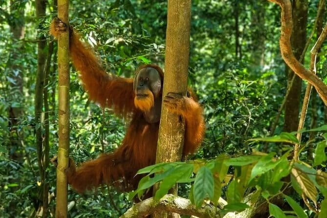 2 Days Ethical Jungle Trek in Sumatra - The river tubing ride back to Bukit Lawang