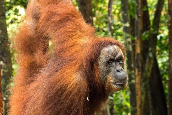 2 Days Ethical Jungle Trek in Sumatra - The ethical side of the experience