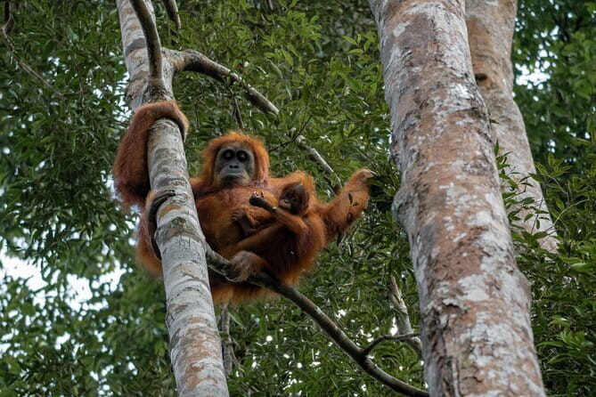 2 Days Ethical Jungle Trek in Sumatra - Who should book this trek