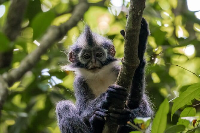 2 Days Ethical Jungle Trek in Sumatra - Orangutans, monkeys, and the patience of wildlife watching