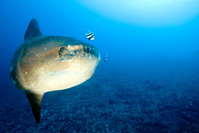 2 or 3 dives in Nusa Lembongan and Penida, for certified diver (in Lembongan) - Lunch keeps the surface interval simple