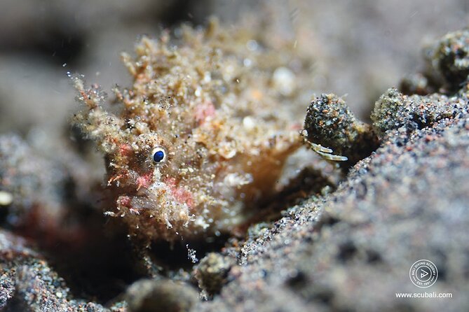 2 or 3 dives in Nusa Lembongan and Penida, for certified diver (in Lembongan) - The staff can make a short visit work well
