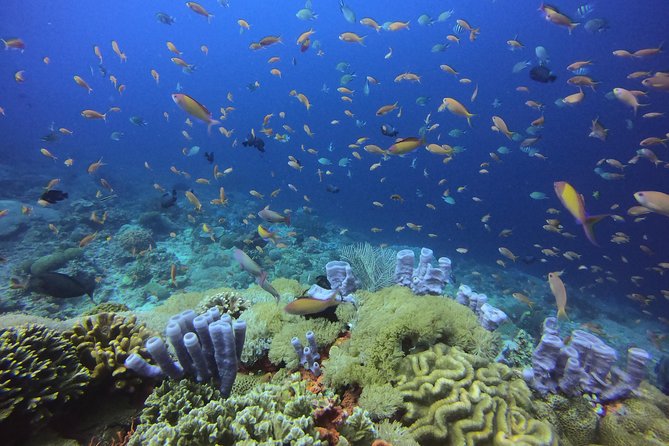 2 or 3 dives in Nusa Lembongan and Penida, for certified diver (in Lembongan) - Gamat Bay can fill the third session
