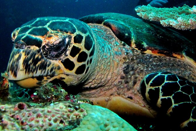 2 PADI Certified Dives at Tulamben from Bali - Lunch and the afternoon switch to the wreck