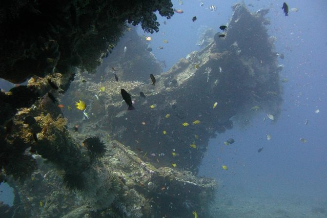 2 PADI Certified Dives at Tulamben from Bali - What the Liberty wreck offers underwater