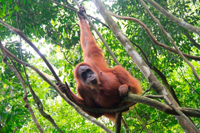 2D1N Jungle Trek | 2 Night accommodation | Pick up and drop off - Why Bukit Lawang is the right base for a jungle trek