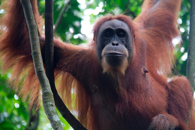 2D1N Jungle Trek | 2 Night accommodation | Pick up and drop off - Comfort, weather, and the right packing mindset