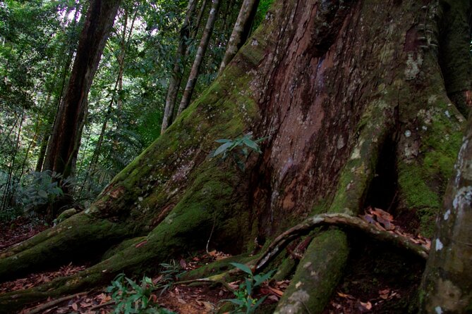 2D1N Jungle Trek | 2 Night accommodation | Pick up and drop off - Who should book this jungle experience