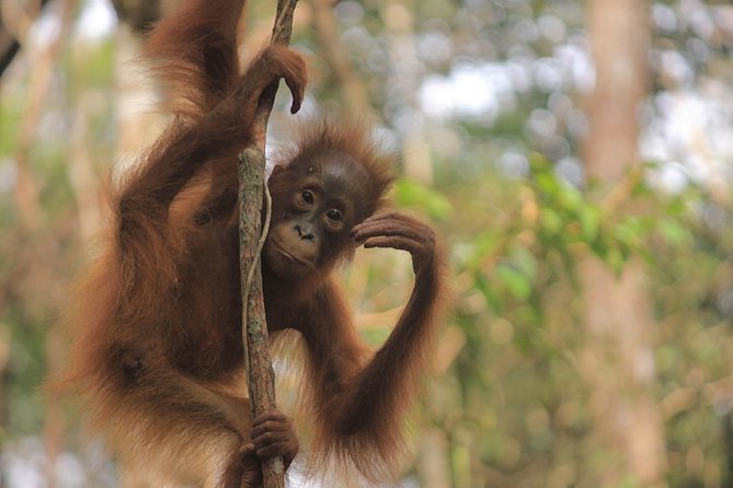 2Ns Orangutan Kelotok Tour in Tanjung Puting Kalimantan - Borneo - Why a kelotok is the right way to see Tanjung Puting