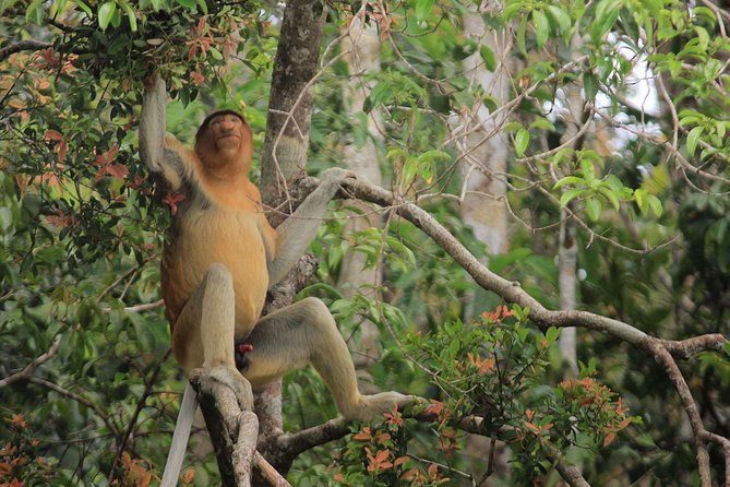 2Ns Orangutan Kelotok Tour in Tanjung Puting Kalimantan - Borneo - What sleeping aboard the boat is really like