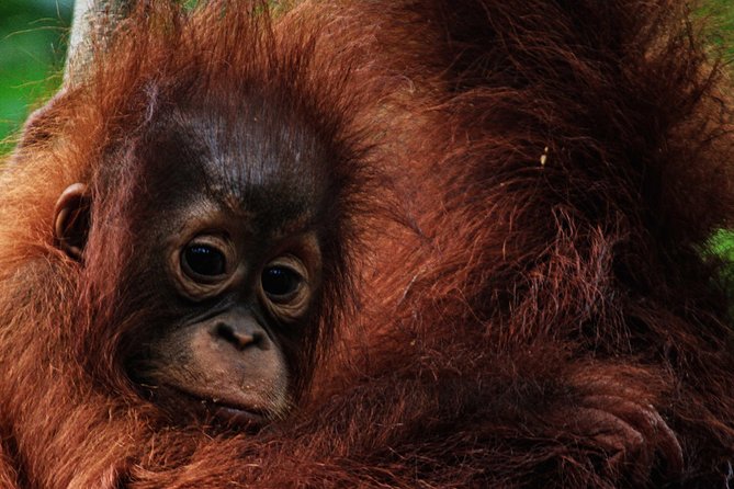2Ns Orangutan Kelotok Tour in Tanjung Puting Kalimantan - Borneo - Wildlife watching without false promises