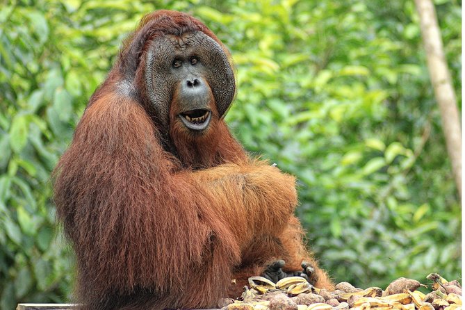 2Ns Orangutan Kelotok Tour in Tanjung Puting Kalimantan - Borneo - Who should book this rainforest trip?