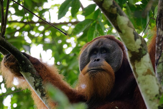 3-Day Bukit Lawang Tour Including 1-Day Ethical Jungle Trekking - Why Bukit Lawang works for a three-day jungle trip