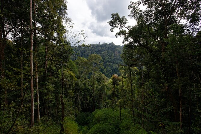 3-Day Bukit Lawang Tour Including 1-Day Ethical Jungle Trekking - Day 1: The road from Medan to Bukit Lawang