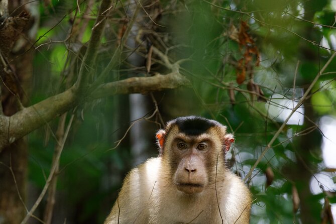 3-Day Bukit Lawang Tour Including 1-Day Ethical Jungle Trekking - Day 3: Return to Medan with optional city sights