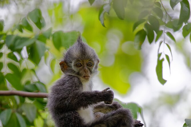 3-Day Bukit Lawang Tour Including 1-Day Ethical Jungle Trekking - Who should book this experience