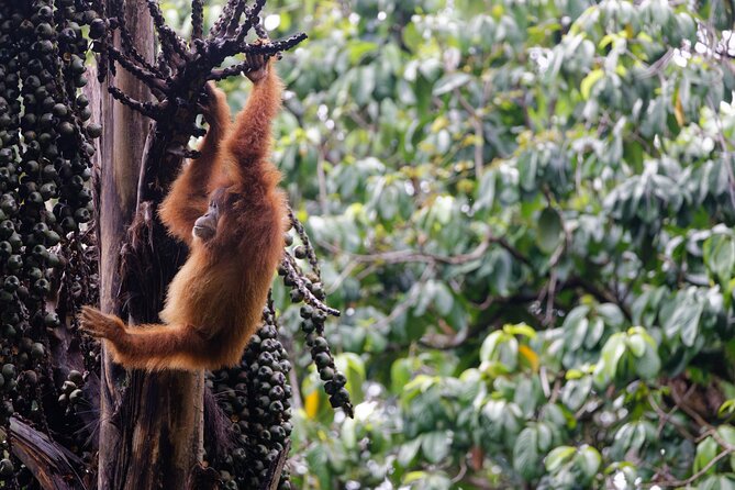 3-Day Bukit Lawang Tour Including 1-Day Ethical Jungle Trekking - Practical details before you reserve