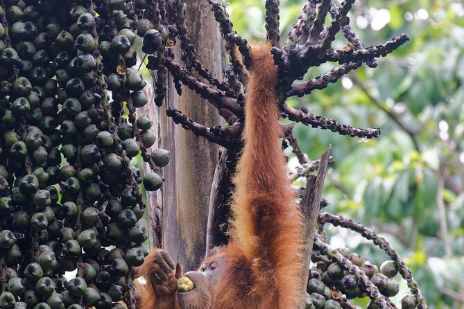 3-Day Bukit Lawang Tour Including 1-Day Ethical Jungle Trekking - Should you book the Bukit Lawang tour?
