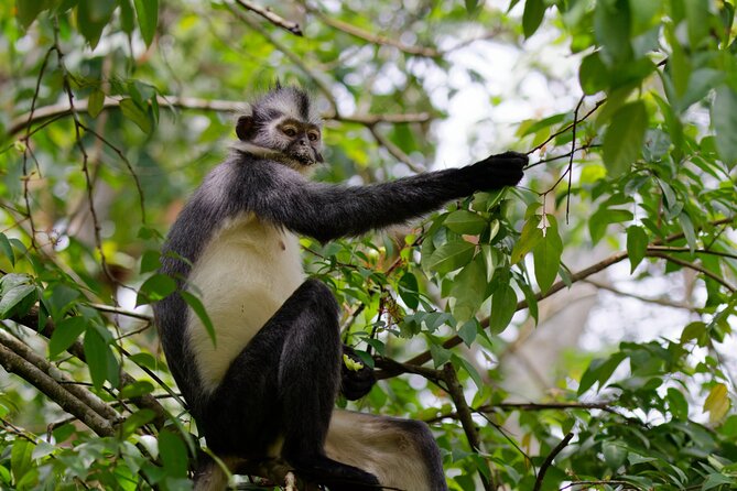 3-Day Bukit Lawang Tour Including 1-Day Ethical Jungle Trekking - Day 2: Six to seven hours in Gunung Leuser
