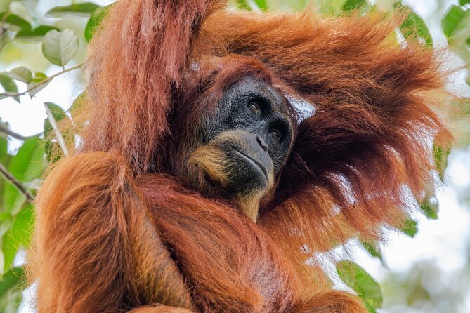 3-Day Ethical Orangutan Jungle Trek | Bukit Lawang, Sumatra - Starting at 9:00 am in Bukit Lawang