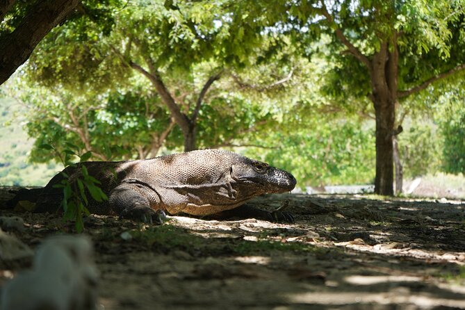 3 Days Deluxe Boat Private Cabin Sailing Trip in Komodo Island - Food, equipment, and what is covered
