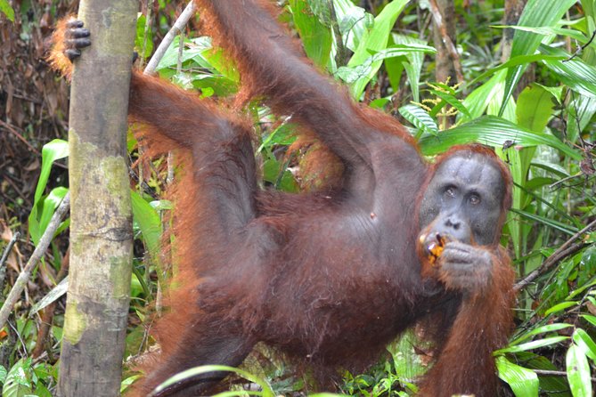 3 Days Deluxe Cabin Houseboat Orangutan Tanjung Puting - Day one: from Pangkalan Bun to the first orangutan center