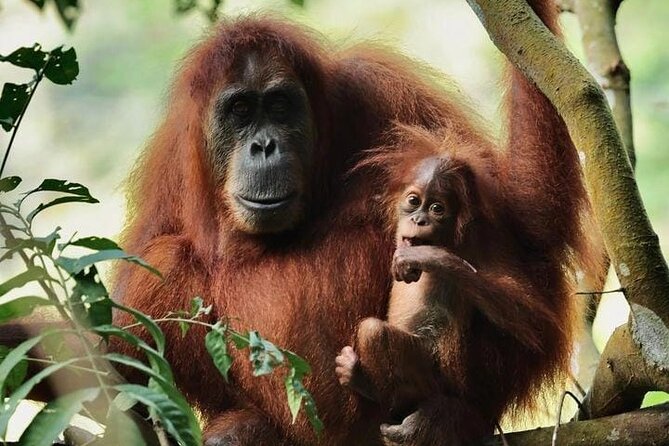 3 Days Orangutan Sumatra Jungle Trekking with Rafting - Key points to know before booking