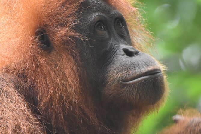 3 Days Orangutan Sumatra Jungle Trekking with Rafting - Three days inside Gunung Leuser National Park