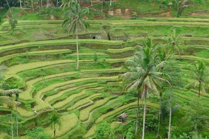 3 Days Sightseeing to the Famous Place in Bali - The driver makes the difference