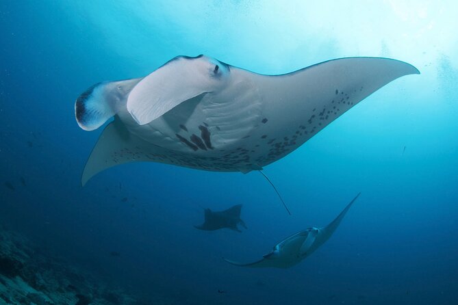 3 Epic Dives in Nusa Penida - Certified Divers' Day Trip - Why Nusa Penida is the main attraction